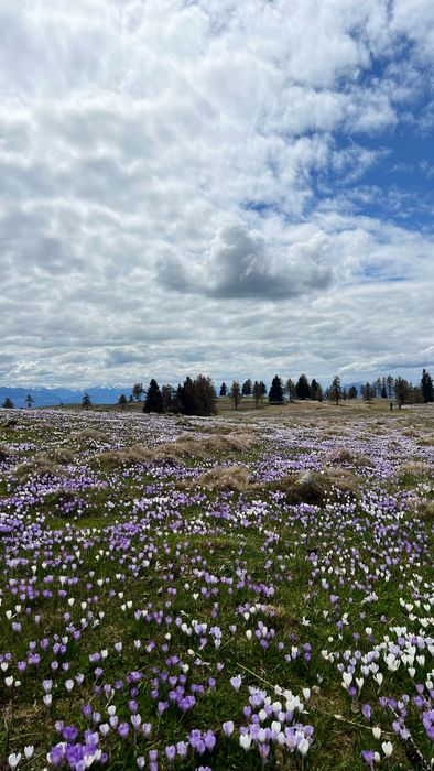 Krokusblüten im Frühling am Tschöggelberg