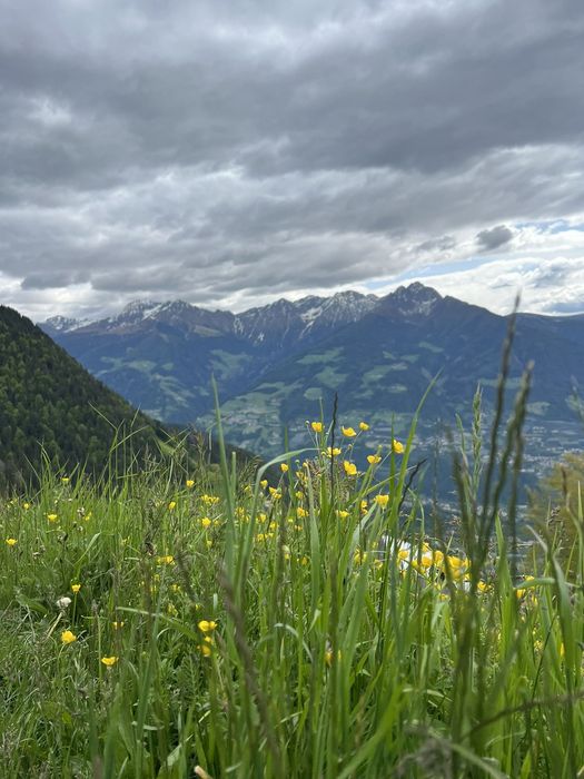 Eine Nahaufnahme einer Wiese mit gelben Blumen und hohem Gras im Vordergrund, dahinter ein weites Alpental und schneebedeckte Berggipfel unter einem bewölkten Himmel.