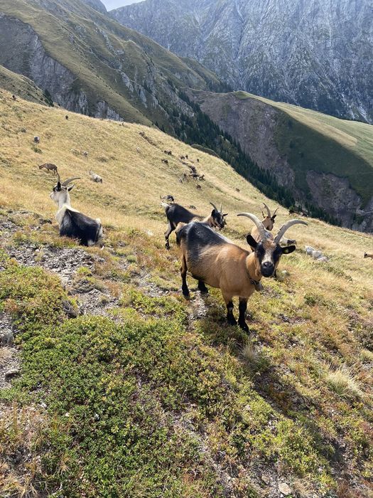 Ziege unterhalb vom wunderschönen Gipfel der Hönigspitze