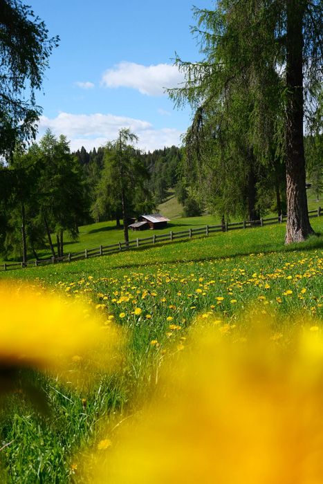 Eine sonnige Bergwiese voller gelber Löwenzahnblüten mit einem rustikalen Holzzaun, einer kleinen Hütte im Hintergrund und umgeben von grünen Nadelbäumen unter blauem Himmel.