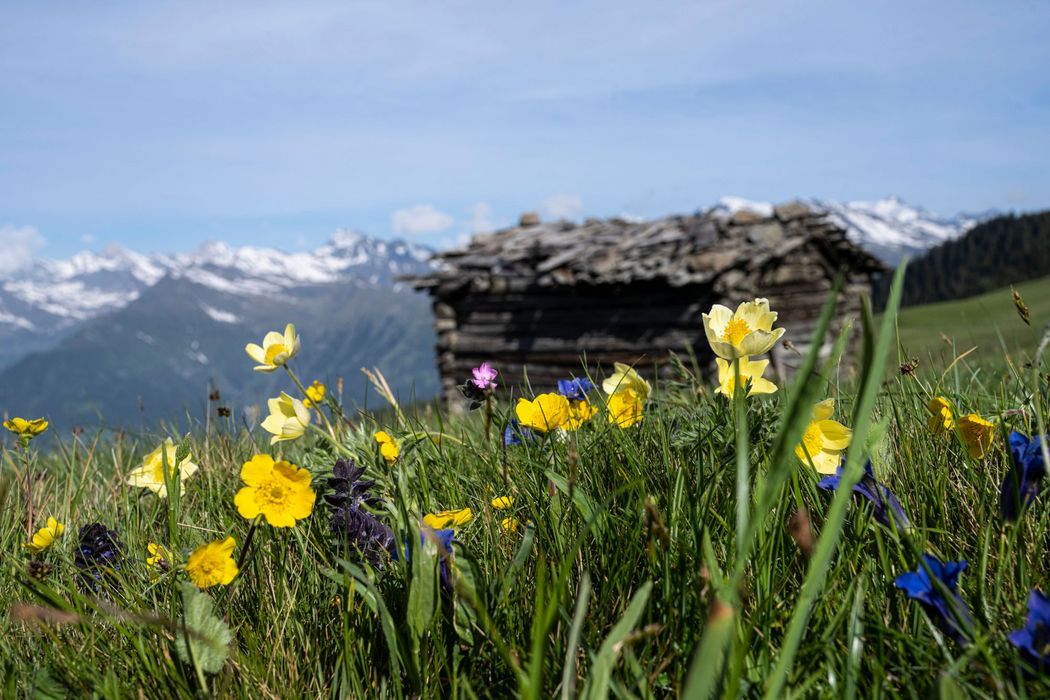 Eine Nahaufnahme von bunten Alpenblumen auf einer Wiese im Vordergrund, mit einer unscharfen alten Holzhütte und schneebedeckten Bergen im Hintergrund unter einem klaren blauen Himmel.