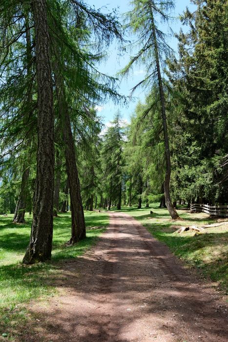 Ein schmaler Waldweg führt durch einen lichten Nadelwald mit hohen Bäumen unter einem klaren blauen Himmel.