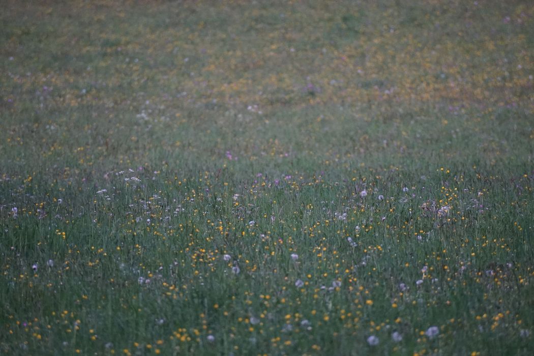 Eine weitläufige Blumenwiese mit grünem Gras, gelben Wildblumen und vereinzelt weißen Pusteblumen in der Dämmerung.