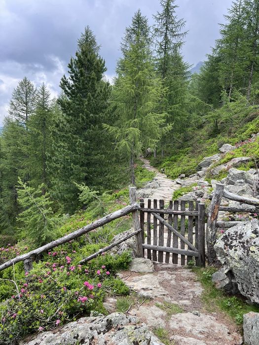 Ultental Alpenrosenwanderung uhrige Wälder und Zäune