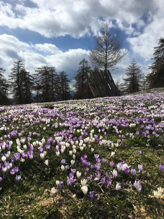 Krokusblüte in Mölten