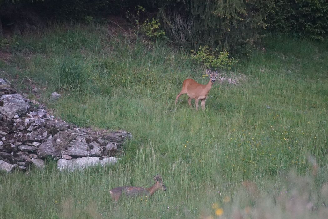 Zwei Rehe auf einer grasbedeckten Wiese neben einem Steinhaufen, wobei eines steht und in die Kamera schaut, das andere liegt im hohen Gras.