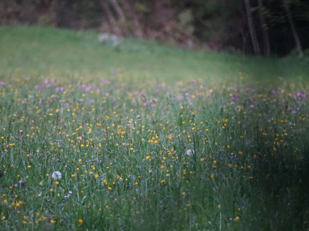Blumenwege für die Seele
