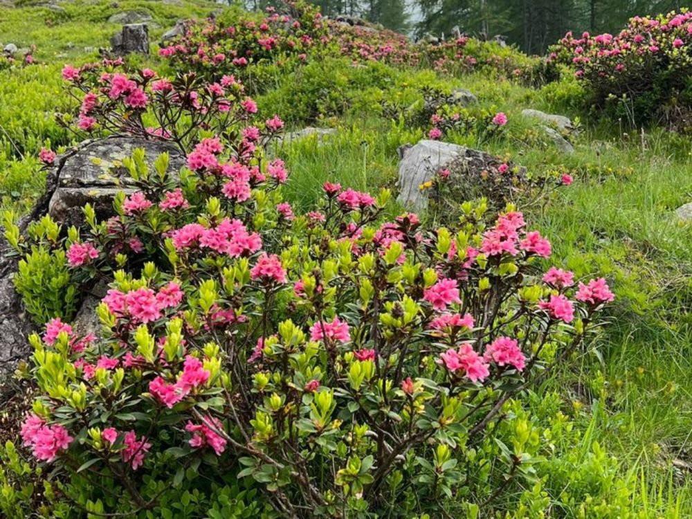 Alpenrosenblüte Alpenrosenblüte