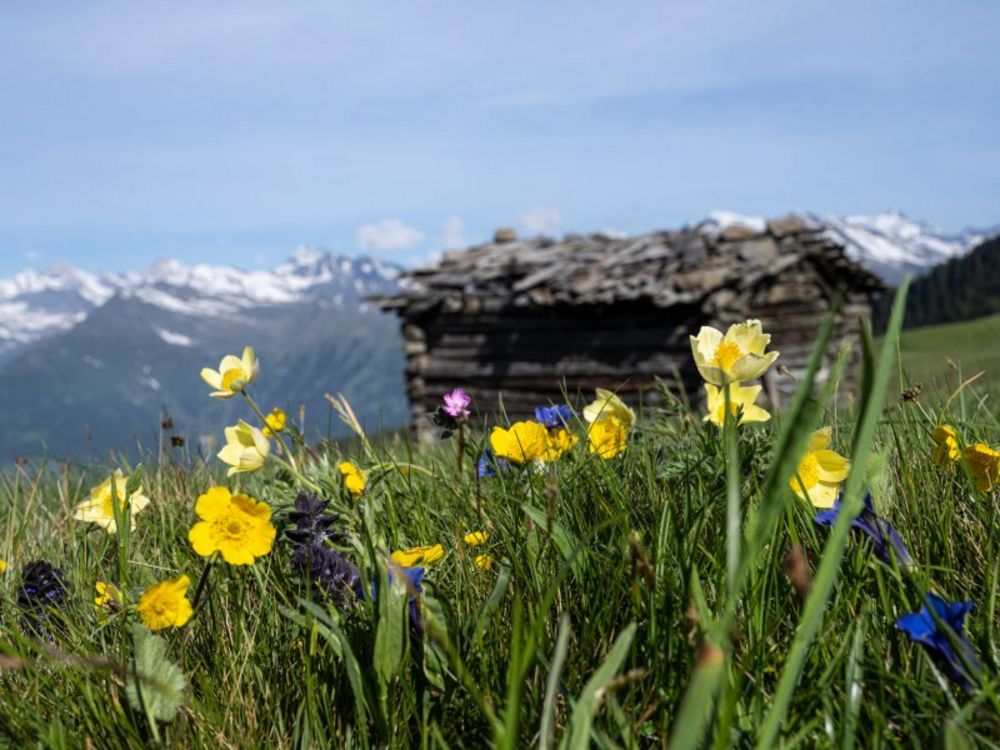 Piacere estivo - Hotel Langwies Scena 