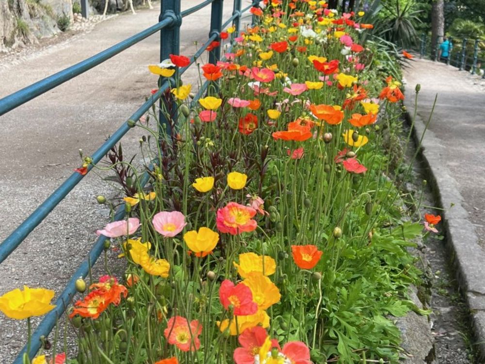 Blumenwege für die Seele Blumenwege für die Seele
