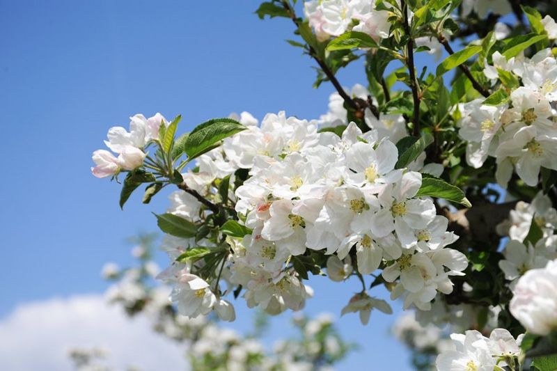 Hotel Langwies Apfelblüte in Schenna
