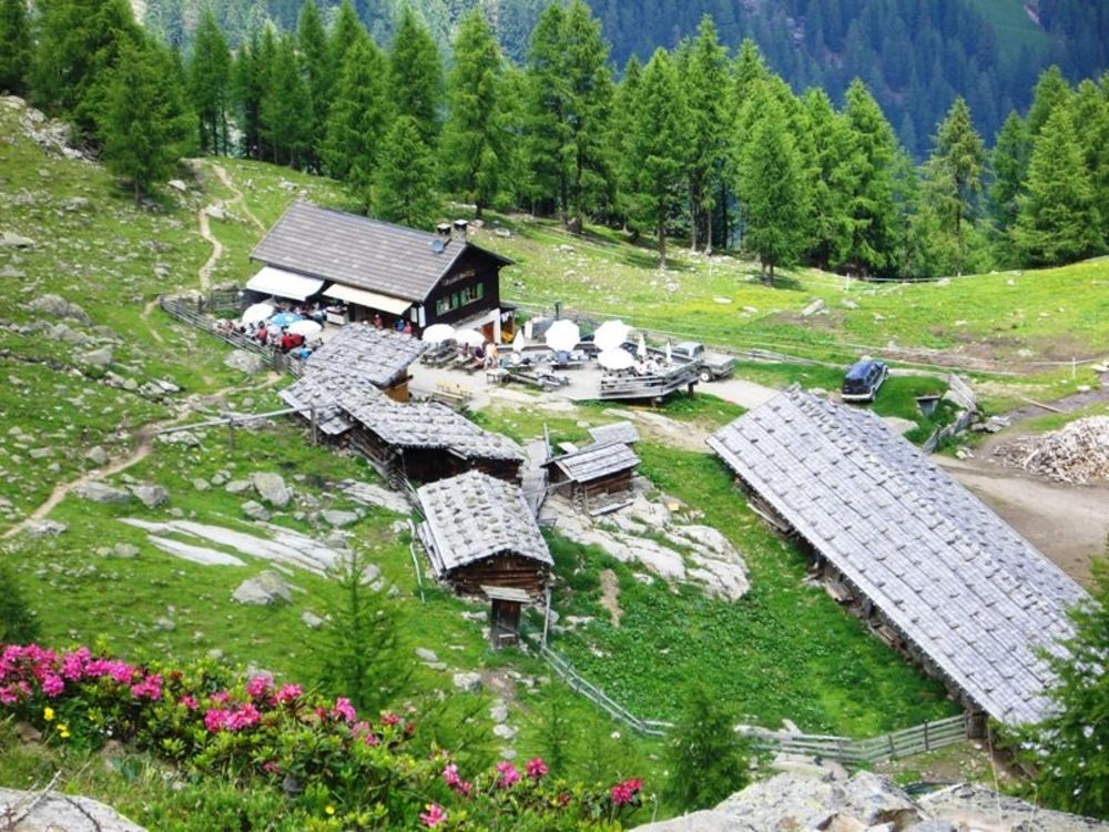 Fioritura delle alpenrose