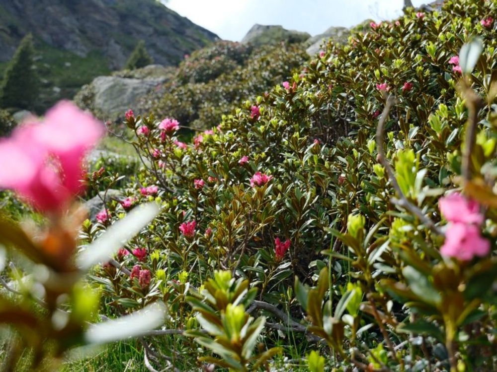 Alpenrosenblüte - Hotel Langwies Schenna 