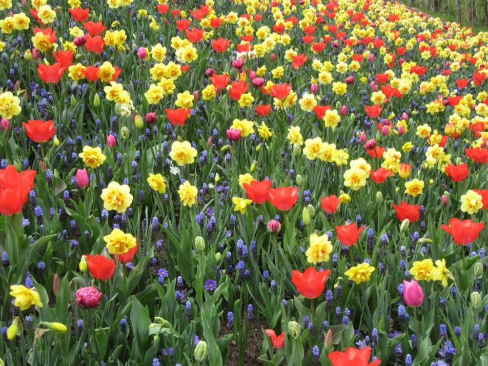 Blumenwege für die Seele