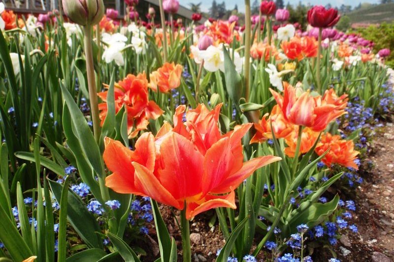 Hotel Langwies Schenna blüht auf 