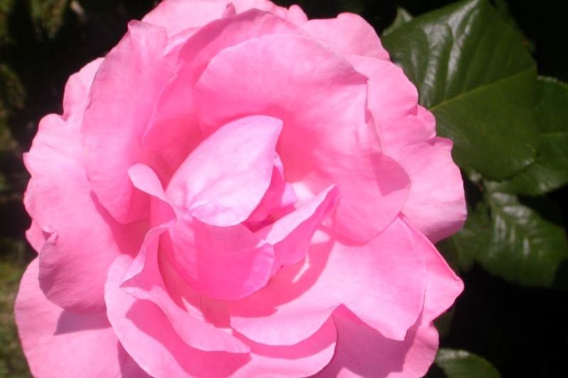 giornata della mamma con tutti fiori possibili