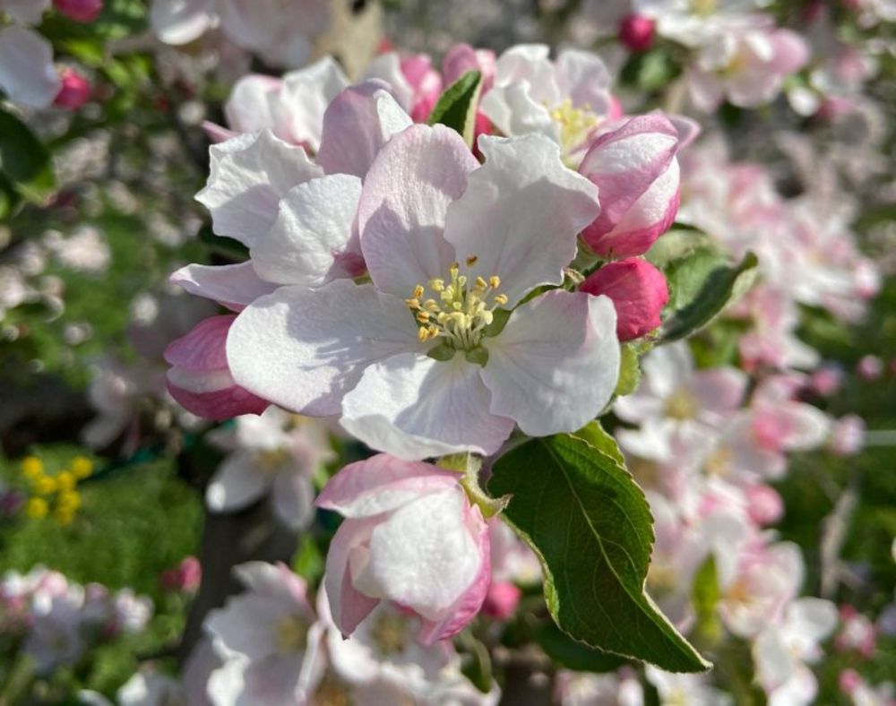 Fiore di mela di Pasqua