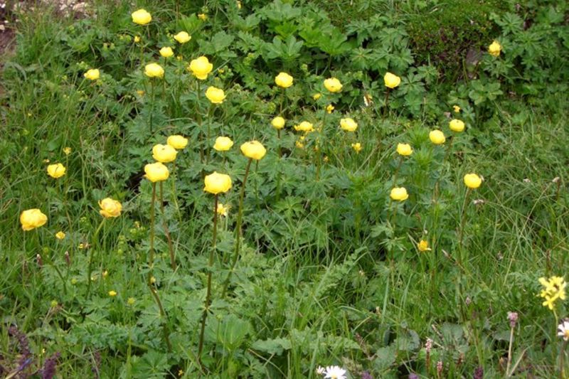Hotel Langwies Schenna dankt allen unseren Gästen