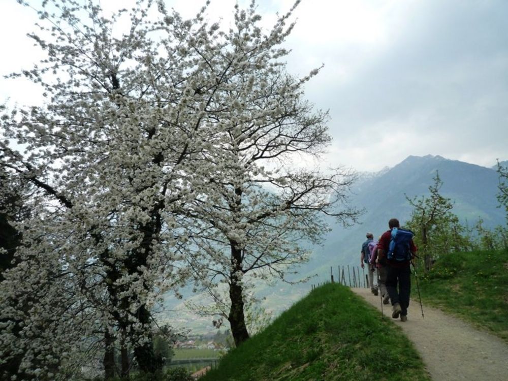 Blumenwege für die Seele