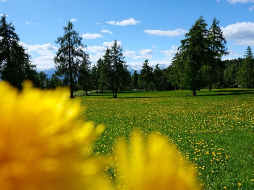 Blumenwege für die Seele - Hotel Langwies Schenna 